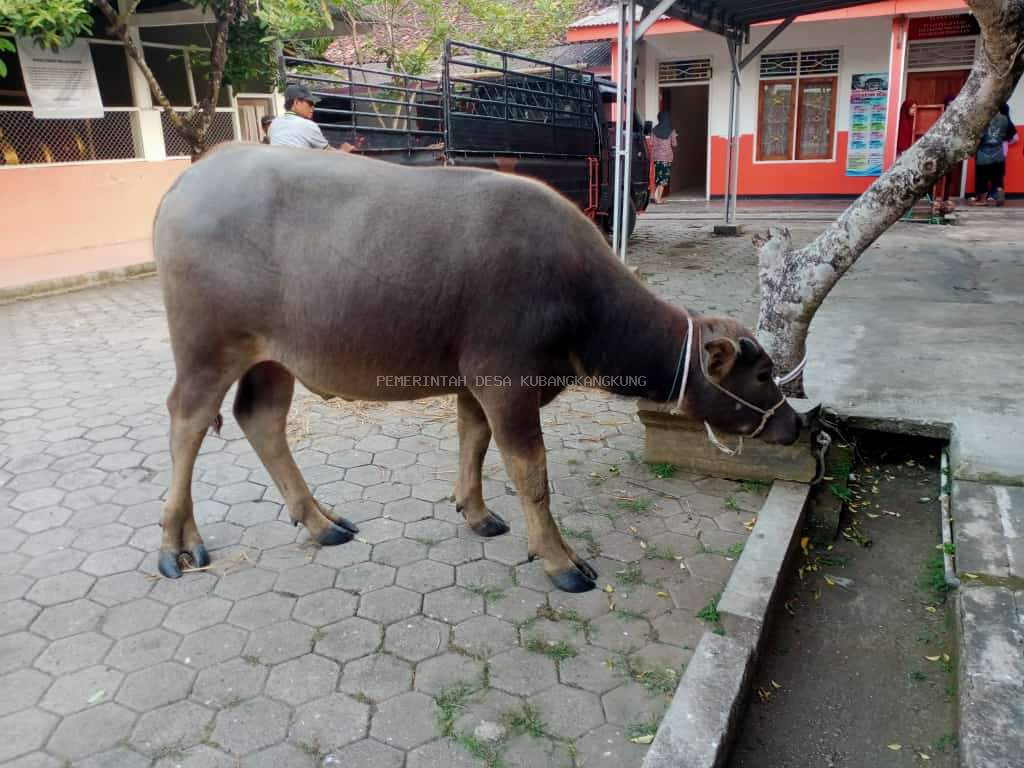 Budaya Memetri Bumi, Wayangan dan Memotong kerbau di Desa Kubangkangkung